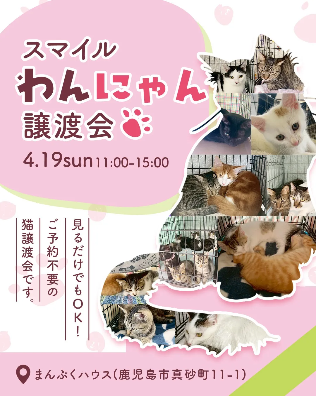 スマイルわんにゃん譲渡会