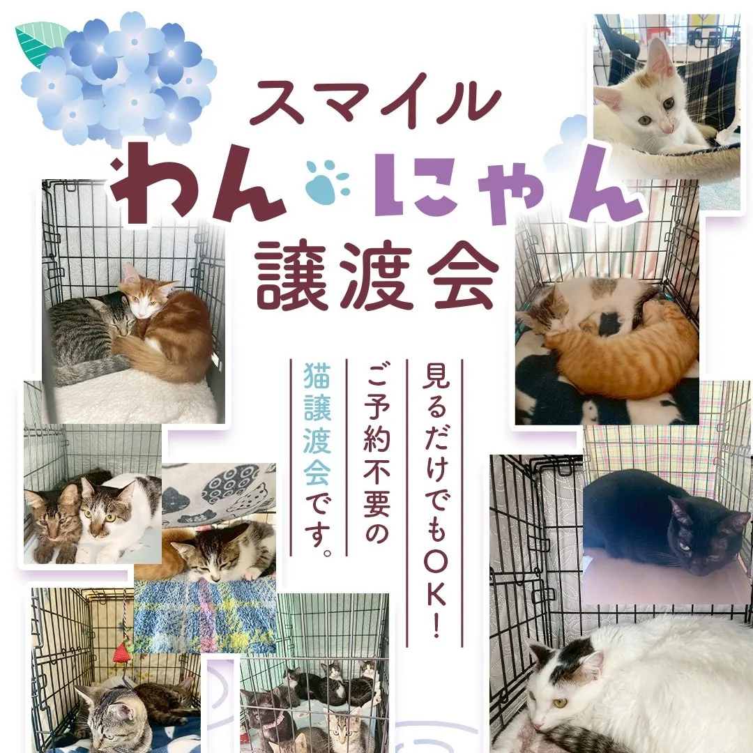 6/21(日)開催 スマイルわんにゃん猫譲渡会