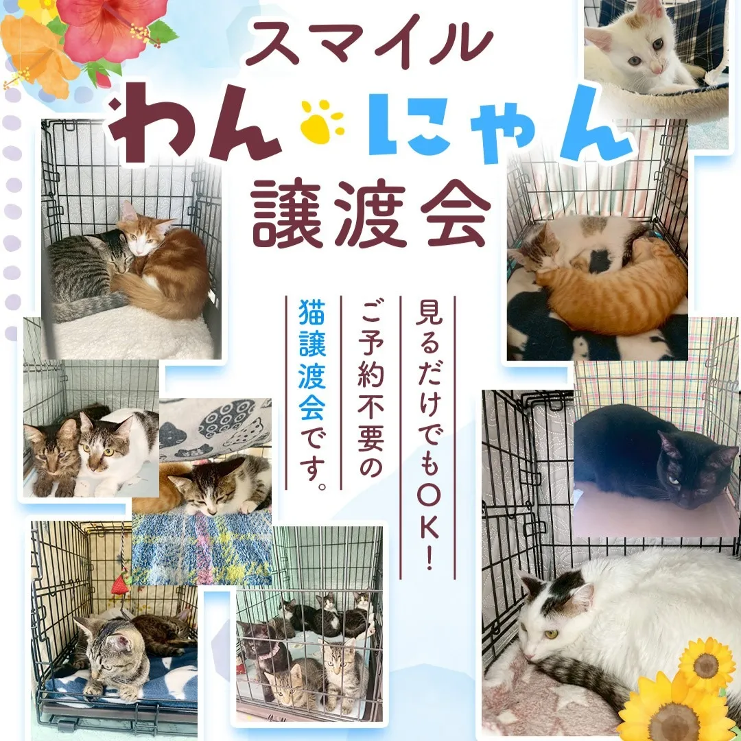 8/16(日)開催　スマイルわんにゃん猫譲渡会