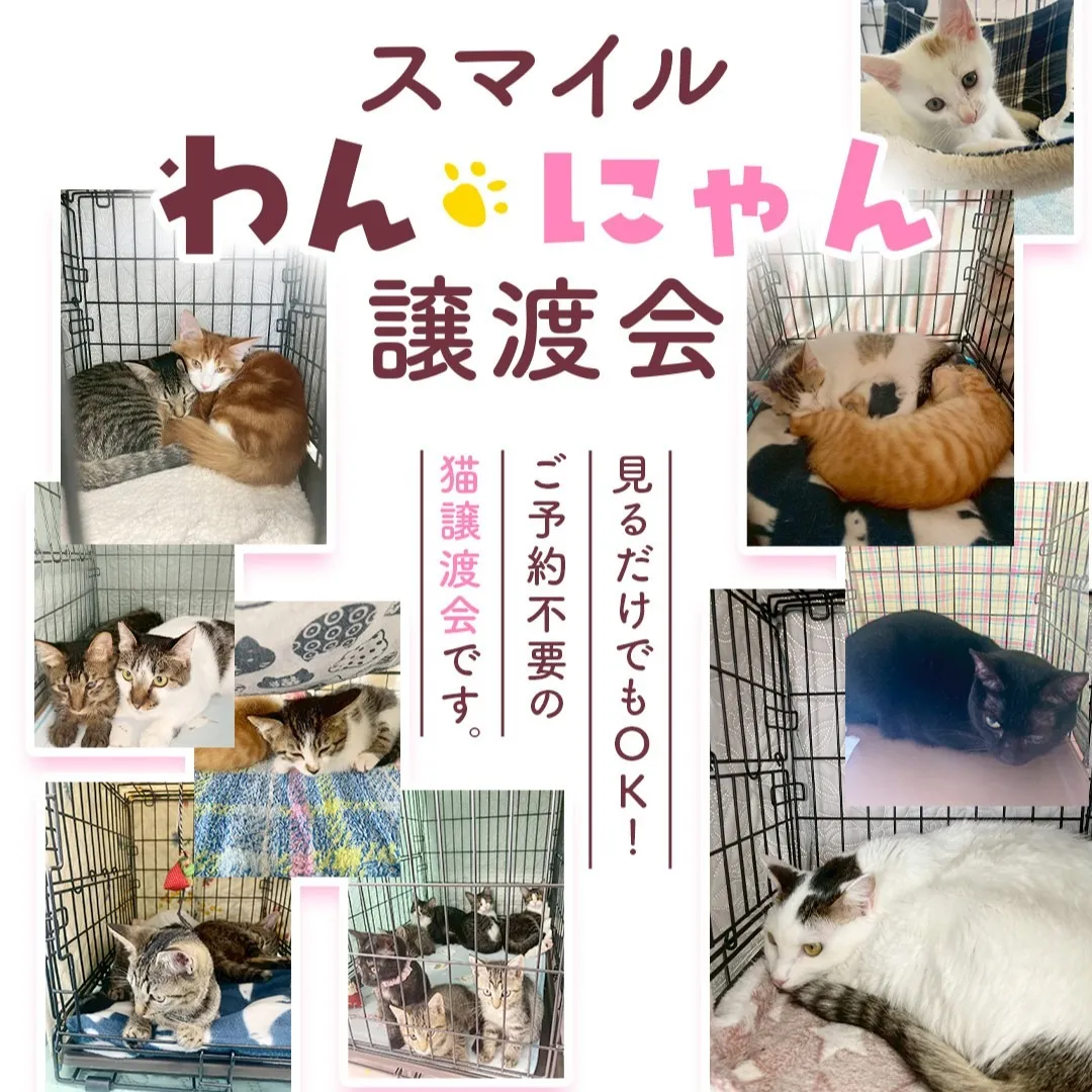 9/13(日)開催　スマイルわんにゃん猫譲渡会